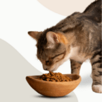 Dog's Love Adult TERNERA en Gelatina sobre para PERROS