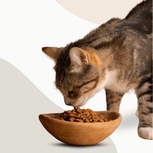 Dog's Love Adult TERNERA en Gelatina sobre para PERROS